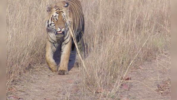 Tiger Matkasur versus Tadoba man he killed - both innocent