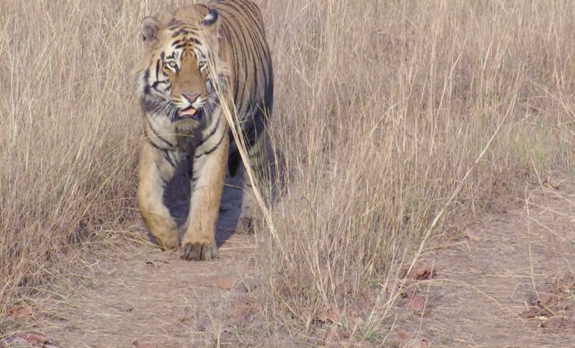 Tiger Matkasur versus Tadoba man he killed - both innocent Tiger Matkasur versus Tadoba man he killed - both innocent