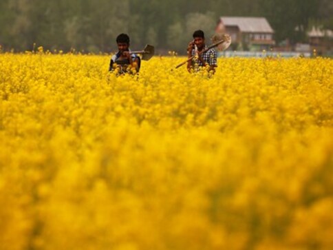 GM mustard row: Will take policy decision on crop rollout in September, Centre tells Supreme Court