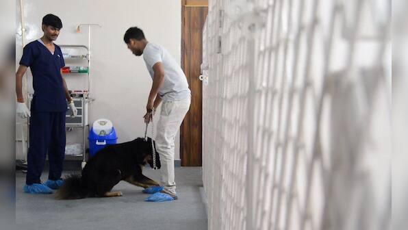 Watch: India's pampered pets lap up new treatments