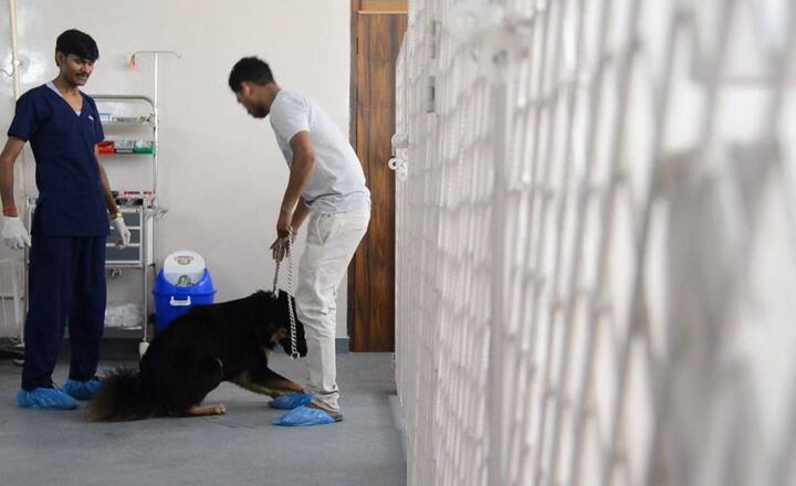 Watch: India's pampered pets lap up new treatments