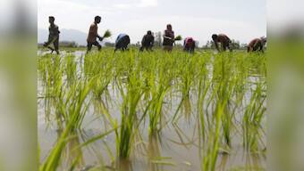 Govt raises rice, cotton buying prices as farmers' protests mount