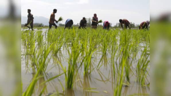 Climate change will adversely hit rice productivity, say Indian scientists