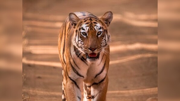 On the tiger's trail in Tadoba: A journey into Maharashtra's oldest national park