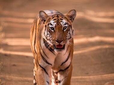 On the tiger's trail in Tadoba: A journey into Maharashtra's oldest national park