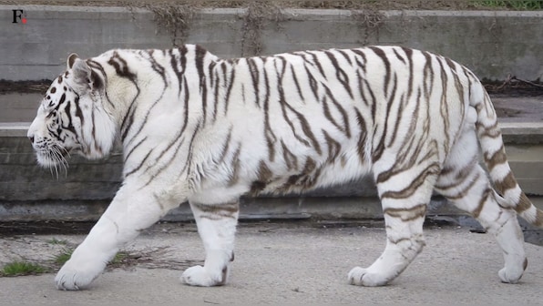 Watch: The cruelty of breeding white tigers