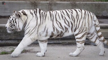 Watch: The cruelty of breeding white tigers