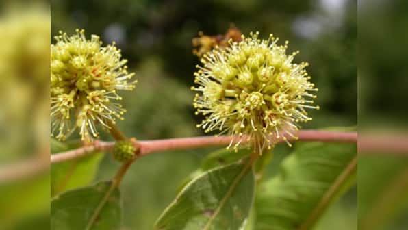 World Environment Day 2017: These online nurseries help you 'go green', with just a click