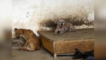 China's dog meat festival opens despite ban rumours