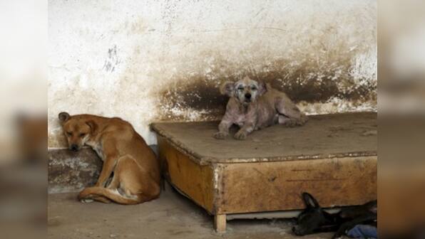 China's dog meat festival opens despite ban rumours