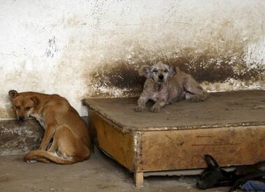 China's dog meat festival opens despite ban rumours