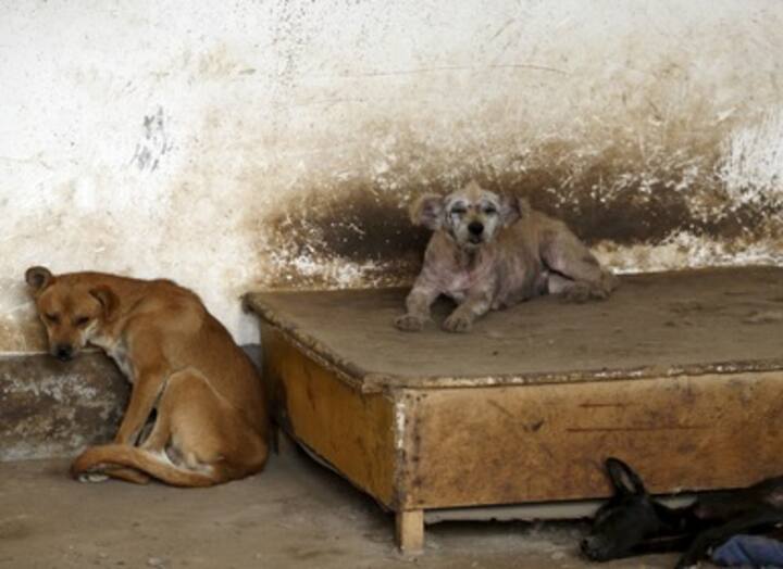 China's dog meat festival opens despite ban rumours