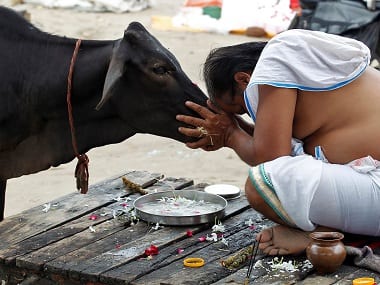 BJP has ensured cow protection becomes universal brand of politics; Congress-led govt invoking NSA in MP a typical example