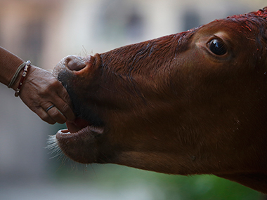 RSS claims cow protection is not about any religion, laments 'politicising of issue' RSS claims cow protection is not about any religion, laments 'politicising of issue'
