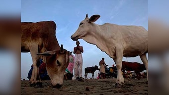 Project Cow: BJP leader Hansraj G Ahir plans cow protection scheme on lines of Project Tiger