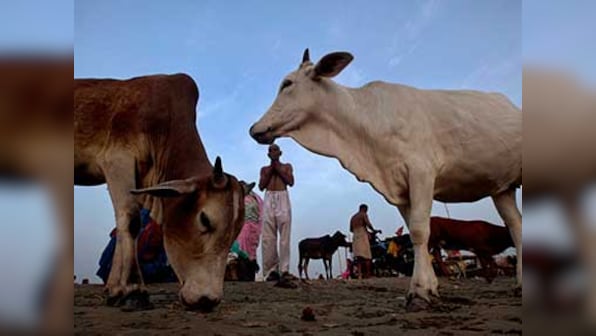 Project Cow: BJP leader Hansraj G Ahir plans cow protection scheme on lines of Project Tiger
