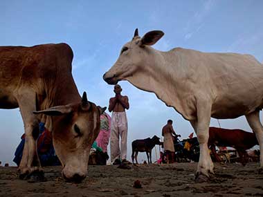 Project Cow: BJP leader Hansraj G Ahir plans cow protection scheme on lines of Project Tiger Project Cow: BJP leader Hansraj G Ahir plans cow protection scheme on lines of Project Tiger