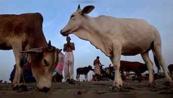 Lumpy skin disease: Delhi government to procure 60,000 doses of goat pox vaccine