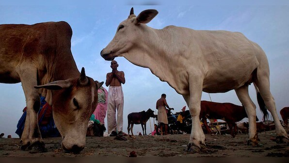 Lumpy skin disease: Delhi government to procure 60,000 doses of goat pox vaccine
