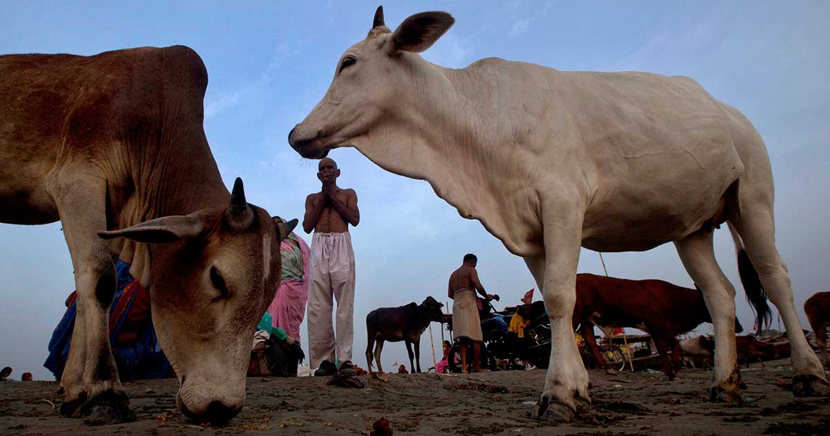 Lumpy skin disease: Delhi government to procure 60,000 doses of goat pox vaccine Lumpy skin disease: Delhi government to procure 60,000 doses of goat pox vaccine