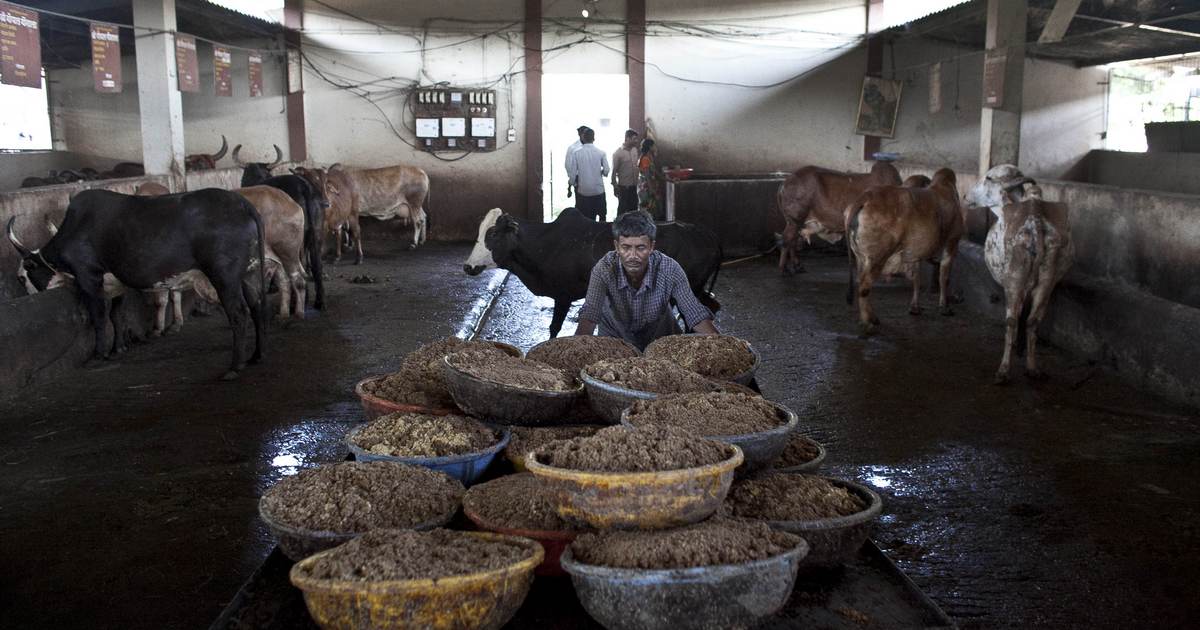 uttar-pradesh-govt-wants-cow-shelters-in-jails-but-69-of-them-are