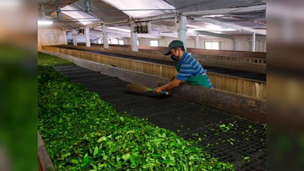 Darjeeling tea industry suffers loss of Rs 150 crore after agitation disrupts production