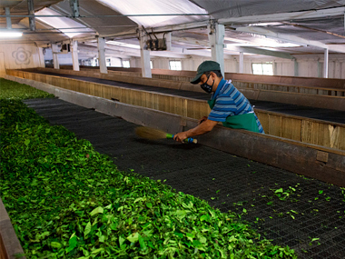 Darjeeling tea sector reels under existential crisis as Gorkhaland protests make cuppa dearer, rarer Darjeeling tea sector reels under existential crisis as Gorkhaland protests make cuppa dearer, rarer