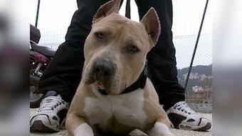 Pitbull mauls two children strapped to minivan in Lancaster, quarantined