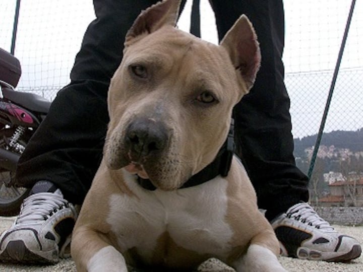 Pitbull mauls two children strapped to minivan in Lancaster, quarantined