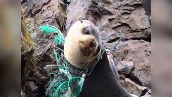 10 things you did not know about the environment – A World Environment Day Special