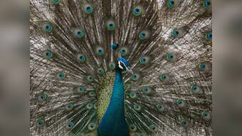 Rajasthan HC judge's remarks unmask the real 'alternative facts' about the virtuous peacocks
