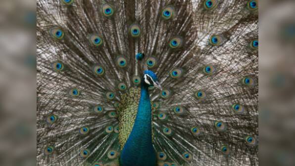 Rajasthan HC judge's remarks unmask the real 'alternative facts' about the virtuous peacocks