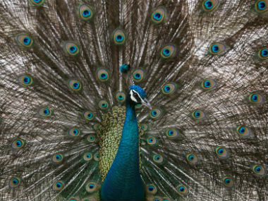 Rajasthan HC judge's remarks unmask the real 'alternative facts' about the virtuous peacocks Rajasthan HC judge's remarks unmask the real 'alternative facts' about the virtuous peacocks