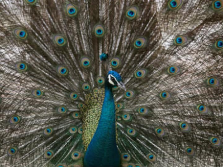 Rajasthan HC judge's remarks unmask the real 'alternative facts' about the virtuous peacocks