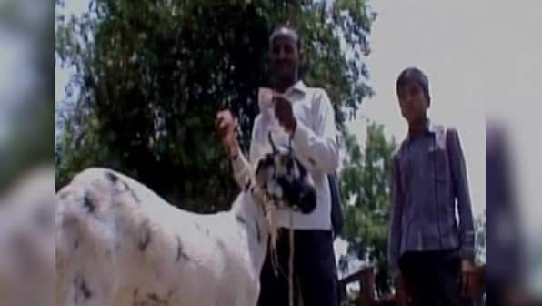 UP farmer is gotten by goat: Animal chews up notes worth Rs 62,000 while he's bathing