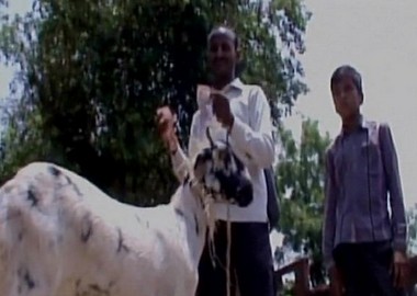 UP farmer is gotten by goat: Animal chews up notes worth Rs 62,000 while he's bathing UP farmer is gotten by goat: Animal chews up notes worth Rs 62,000 while he's bathing