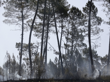 Portugal forest fire: Firefighters evacuate more towns as deadly blaze spreads northwards Portugal forest fire: Firefighters evacuate more towns as deadly blaze spreads northwards