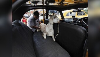 Gangsters Act to be invoked against those sacrificing cattle during Bakrid in Uttar Pradesh's Sambhal district