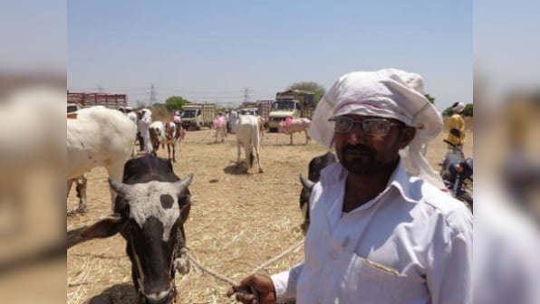 Marathwada Diary: Beef ban adds to agrarian crisis, forces debt-ridden farmers try to sell cattle