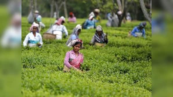 Darjeeling shutdown: Tea production seen taking 20% hit; revenue likely to fall 40%