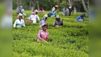 Goodricke looking to buy more tea gardens in Assam