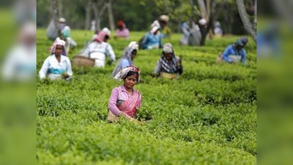 Goodricke looking to buy more tea gardens in Assam