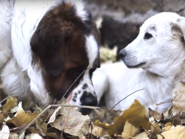 Bruno and Juliet: Imtiaz Ali releases short film capturing a love story between two dogs Bruno and Juliet: Imtiaz Ali releases short film capturing a love story between two dogs
