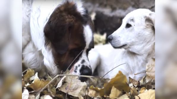 Bruno and Juliet: Imtiaz Ali releases short film capturing a love story between two dogs