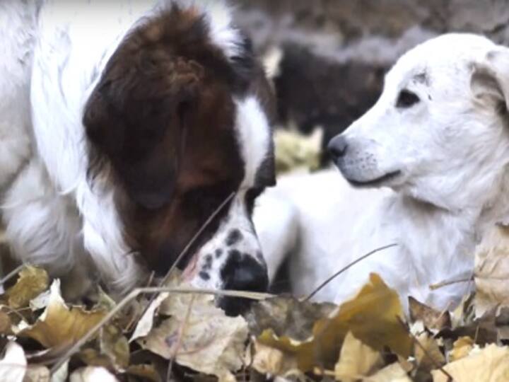 Bruno and Juliet: Imtiaz Ali releases short film capturing a love story between two dogs