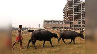 Two persons booked in Uttar Pradesh's Deoband for slaughtering buffalo