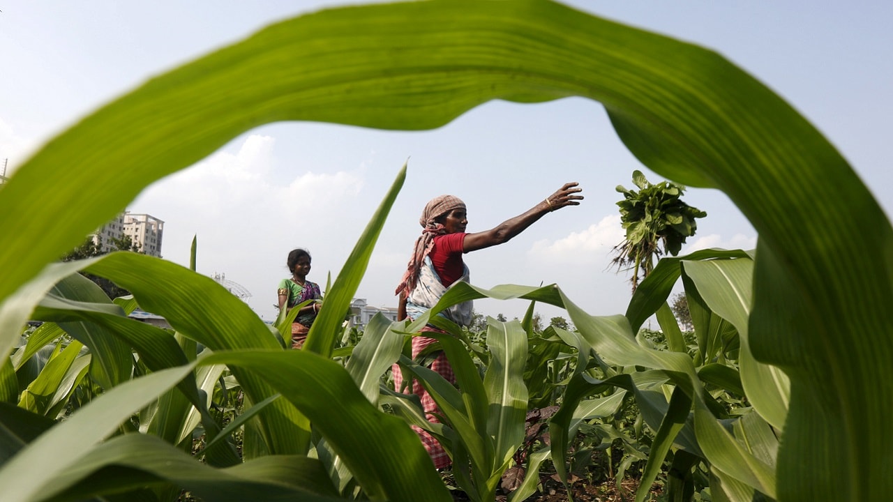 A farmer removes weeds from her corn field in Kolkata, India, February 28, 2016. To match INDIA-BUDGET. REUTERS/Rupak De Chowdhuri - RTS8EPV