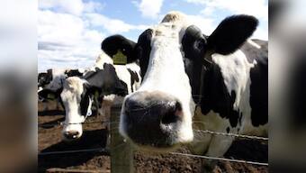 Amid Gulf crisis, businessman plans to airlift 4,000 cows to Qatar to maintain milk supply