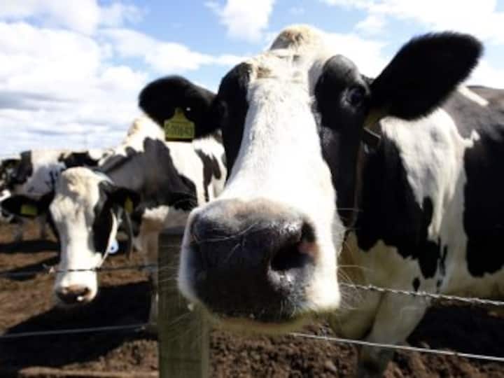 Amid Gulf crisis, businessman plans to airlift 4,000 cows to Qatar to maintain milk supply