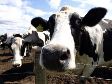 NGO in Kolkata comes up with 'Selfie with Cow' contest to raise awareness against slaughter NGO in Kolkata comes up with 'Selfie with Cow' contest to raise awareness against slaughter